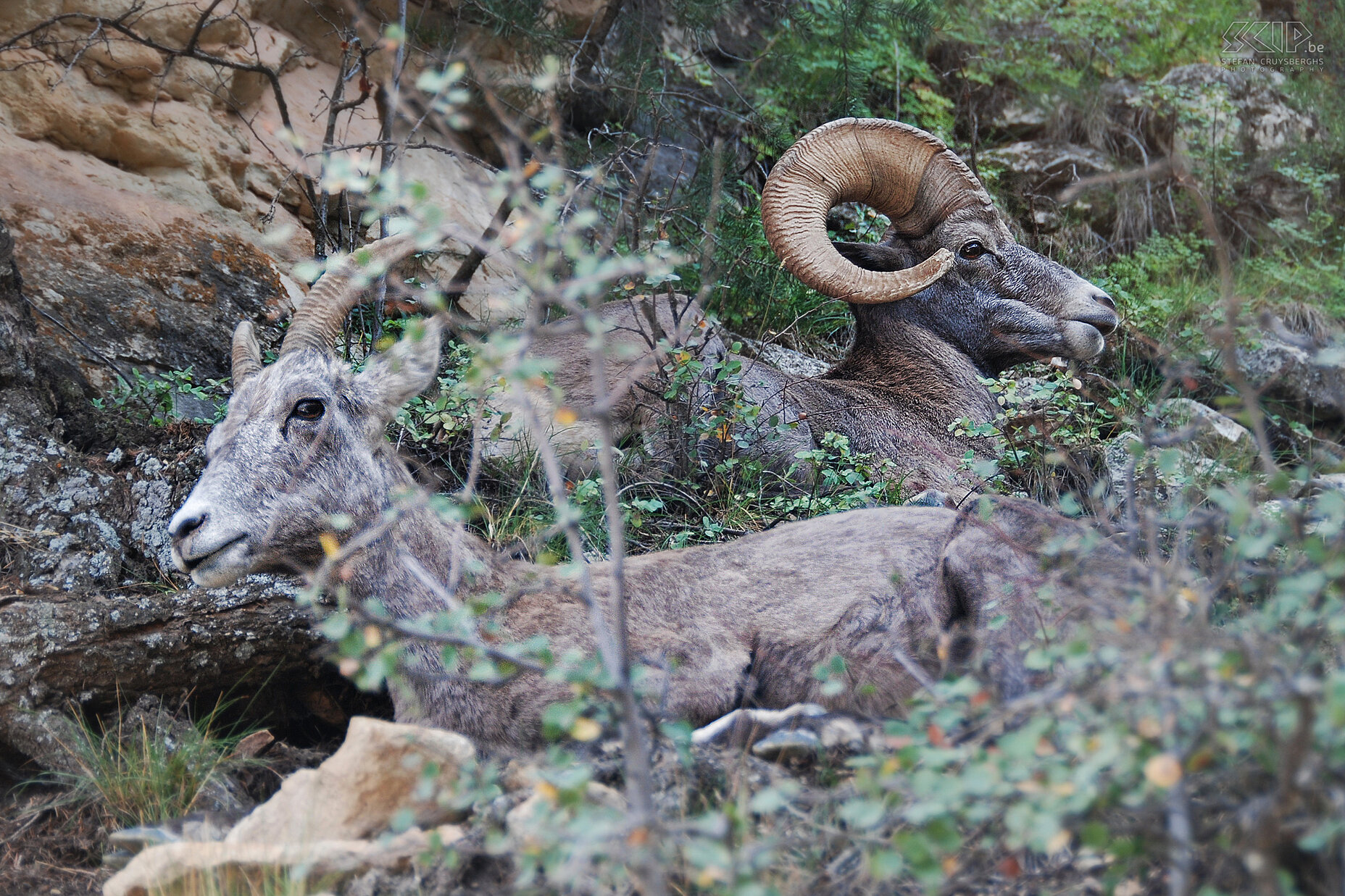 Grand Canyon - Bright Angel Trail - Bighorn Sheeps While climbing the Grand Canyon, we spot a couple of bighorn sheeps (Ovis canadensis) lying in the bushes. Stefan Cruysberghs